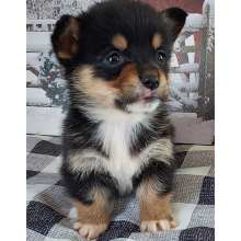 Pembroke Welsh Corgi Puppy Ryder