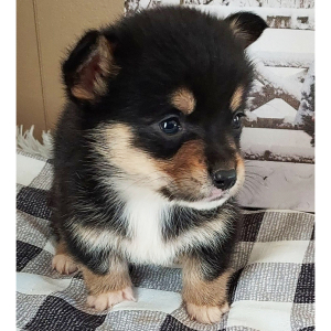 Pembroke Welsh Corgi Puppy Ryder