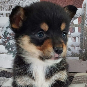 Pembroke Welsh Corgi Puppy Ryder