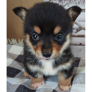 Pembroke Welsh Corgi Puppy Ryder