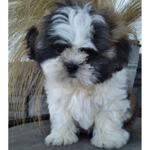 Shih Tzu Puppy Tupac