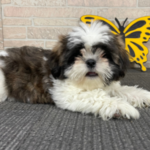 Shih Tzu Puppy Tupac