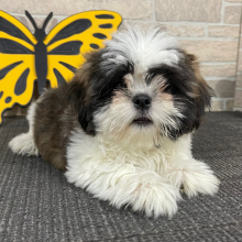 Shih Tzu Puppy Tupac