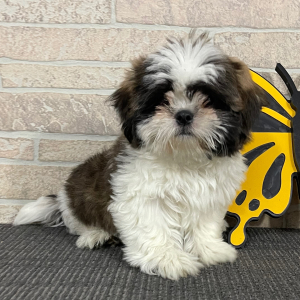 Shih Tzu Puppy Tupac