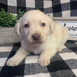 Labrador Retriever Puppy Henry