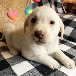 Labrador Retriever Puppy Henry