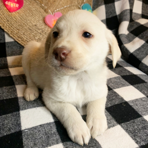 Labrador Retriever Puppy Henry