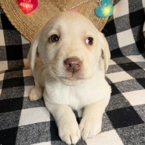 Labrador Retriever Puppy Henry