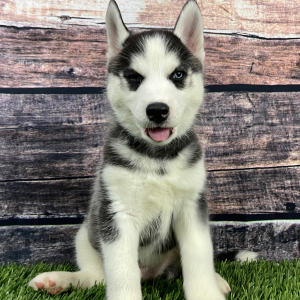 Siberian Husky Puppy Teddy