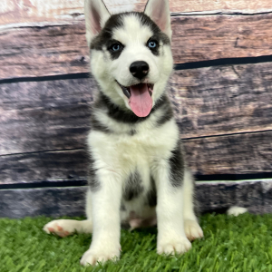 Siberian Husky Puppy Teddy