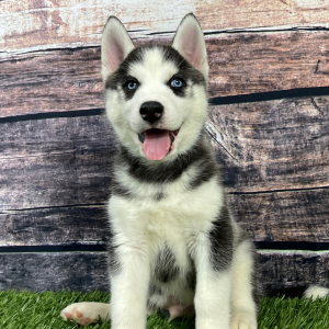 Siberian Husky Puppy Teddy