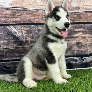 Siberian Husky Puppy Teddy
