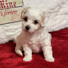 Maltipoo Puppy Micki