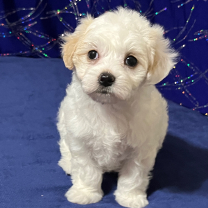 Maltipoo Puppy Micki