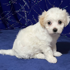 Maltipoo Puppy Micki