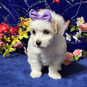 Maltipoo Puppy Micki