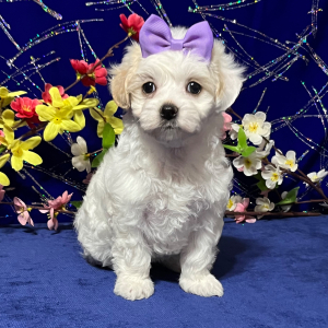 Maltipoo Puppy Micki