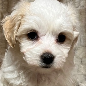 Maltipoo Puppy Micki