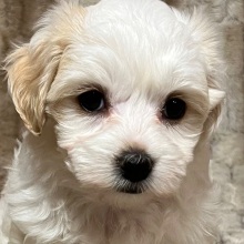 Maltipoo Puppy Micki