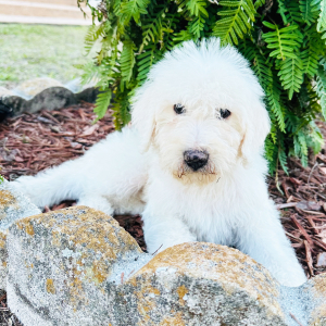 Labradoodle Puppy Tofu