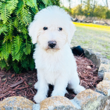 Labradoodle Puppy Tofu