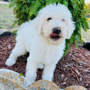 Labradoodle Puppy Tofu