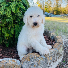 Labradoodle Puppy Tofu