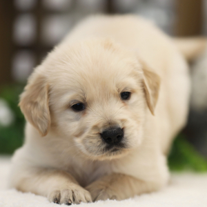 Golden Retriever Puppy Jake