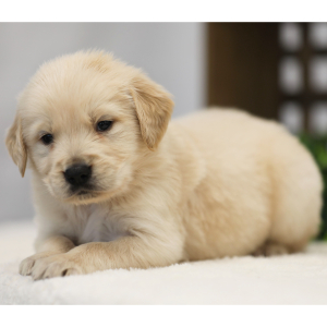 Golden Retriever Puppy Jake