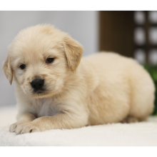 Golden Retriever Puppy Jake