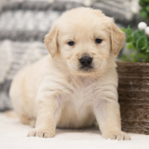 Golden Retriever Puppy Jake