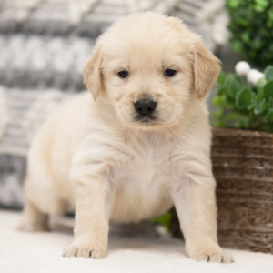 Golden Retriever Puppy Jake