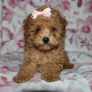 Poodle Puppy Dixy
