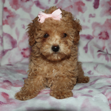 Poodle Puppy Dixy