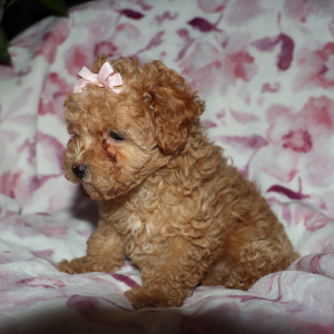Poodle Puppy Dixy