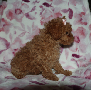 Poodle Puppy Dixy