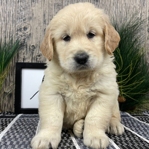 Golden Retriever Puppy Ray