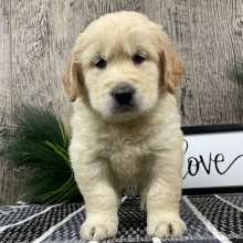 Golden Retriever Puppy Ray