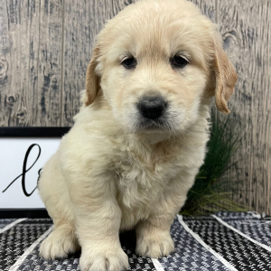 Golden Retriever Puppy Ray