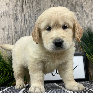 Golden Retriever Puppy Ray