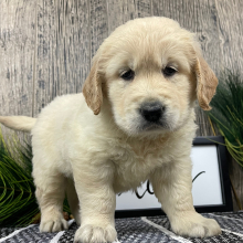 Golden Retriever Puppy Ray