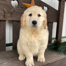 Golden Retriever Puppy Ray