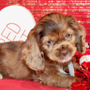 Cocker Spaniel Puppy Saylen