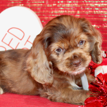 Cocker Spaniel Puppy Saylen