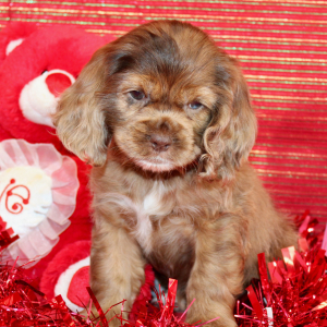Cocker Spaniel Puppy Saylen