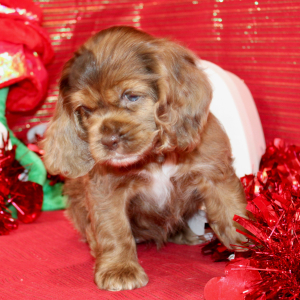 Cocker Spaniel Puppy Saylen
