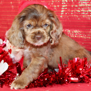 Cocker Spaniel Puppy Saylen