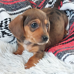 Dachshund Puppy Finn