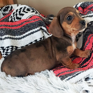 Dachshund Puppy Finn