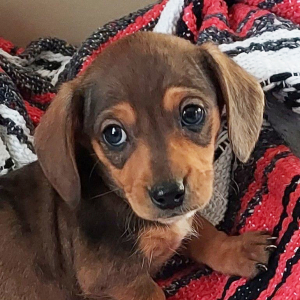 Dachshund Puppy Finn